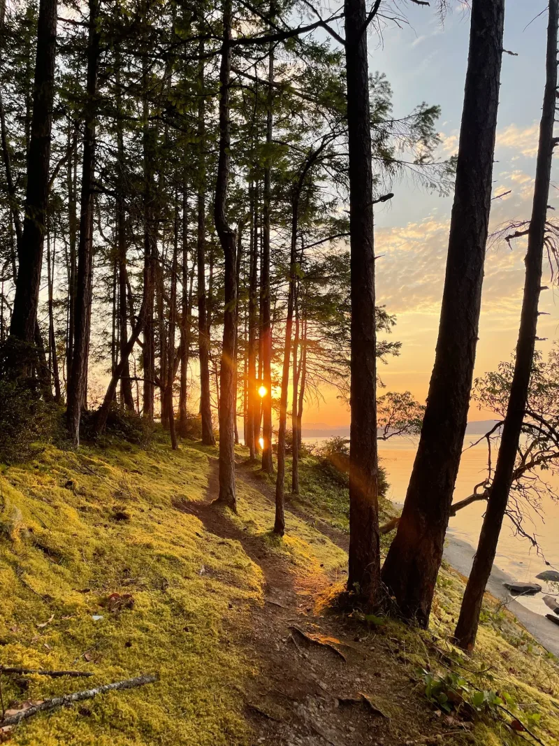 Golden light along a forest path